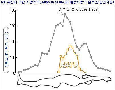 체지방 (Total Body Fat)